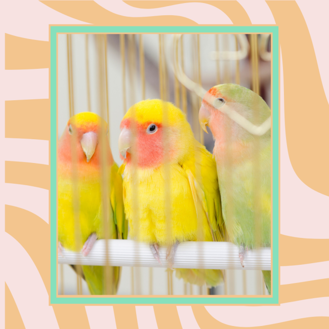 ¿Sabes cuales son los mejores pájaros para tener en casa?