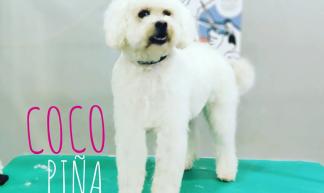 Coco&Piña